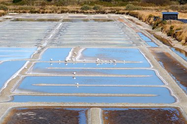 Mimoza adası olarak bilinen Noirmoutier adasındaki Mullembourg 'un tuzlu bataklıkları Batı Fransa' da, Atlantik kıyısında Vendee 'de