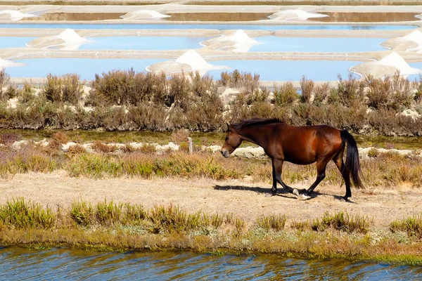 brown horse walking through the salt marshes of Mullembourg on the island of Noirmoutier, known as the island of mimosa, in Vendee, western France, on the Atlantic coast