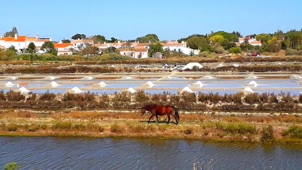 Caballo Marrón Que Camina Por Las Marismas Mullembourg Isla Noirmoutier — Foto de Stock