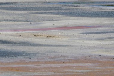 Mimoza adası olarak bilinen Noirmoutier adasındaki Mullembourg 'un tuzlu bataklıkları Batı Fransa' da, Atlantik kıyısında Vendee 'de