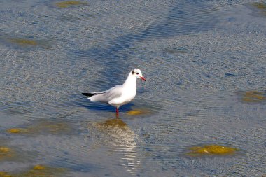 Batı Fransa, Vendee 'de, Atlantik kıyısında, mimozalar adası olarak bilinen Noirmoutier adasındaki bir sahilde beyaz balıkçıl.