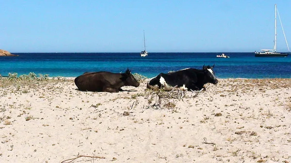 コルシカ島のロンディナーラのビーチは 美しさの島と呼ばれ 本当の楽園です コルシカ人や観光客だけでなく これらのかなり小さな黒と白の牛に感謝青の壮大な色合いを持つ美しい黄金の砂と浅い水 — ストック写真