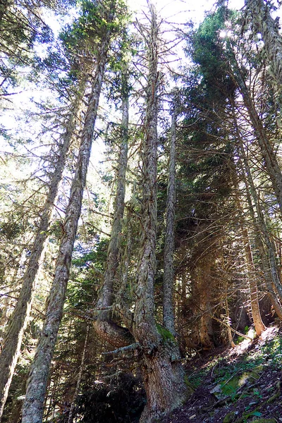 Fantômes Cœur Forêt Humide Des Pyrénées Dans Parc Gourgue Asque — Photo