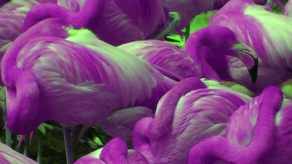 Warna Ungu Dan Hijau Flamingo Camargue Dekat Marseille Selatan Perancis — Stok Foto