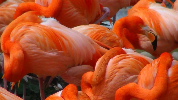 Roze Flamingo Camargue Nabij Marseille Zuid Frankrijk — Stockfoto