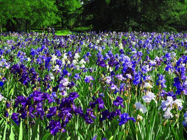 Val de Loire Bölgesi 'ndeki Loiret Bölümü' ndeki Chateau de la Source bahçesinde gladioli tarlaları.