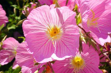 Pembe çiçeğe yakın bir yerde.