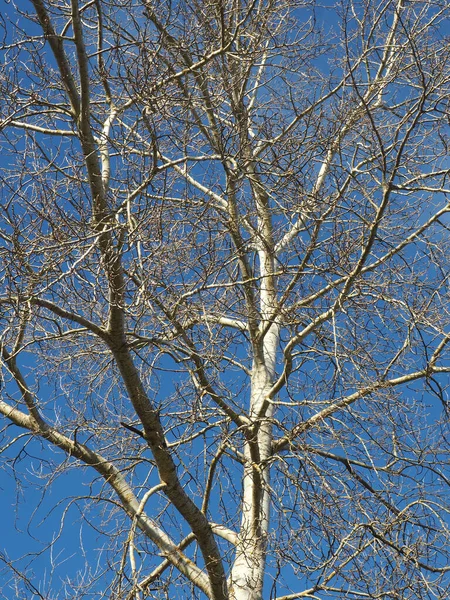 Pohon Kehidupan Langit Musim Dingin Biru Yang Indah — Stok Foto