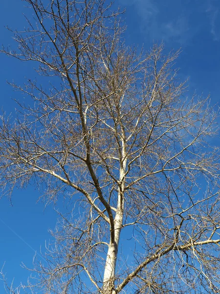 Livsträd Vacker Blå Vinterhimmel — Stockfoto