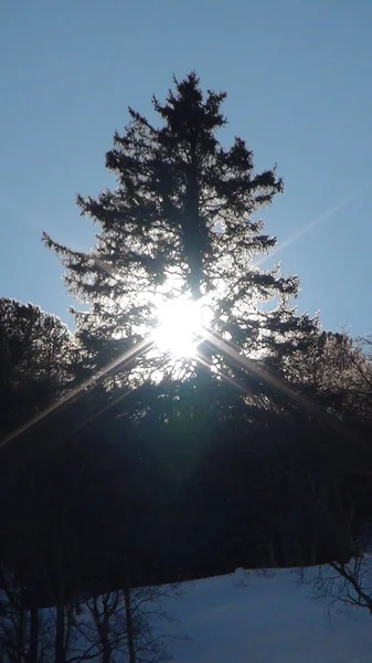 Bakgrundsbelyst Bergsträd Vacker Blå Vinterhimmel — Stockfoto