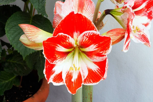 stock image stunning red and white amaryllis flower