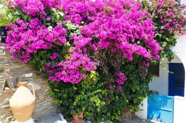 Ege Denizi 'nin göbeğinde yer alan Cyclades adası Tinos' taki Agapi köyünün cazibelerinden biri de beyaz evlerle dolu sokaklarda açan muhteşem bougainvillealardır.