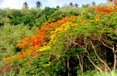 Fransız Batı Hint Adaları 'ndaki Martinique Adası' nda sarı ve kırmızı çiçekli göz kamaştırıcılar.