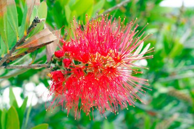 Callisten Citrinus veya Bottlebush. Victoria, New South Wales ve Queensland, Avustralya eyaletlerine özgü bir çalılıktır ve burada genellikle kıyı şeridi boyunca uzanan nehirlerin ve bataklıkların kıyısında yetişir.