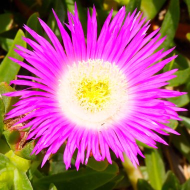 Güzel pembe bir kaktüs çiçeğinin yakın çekimi.