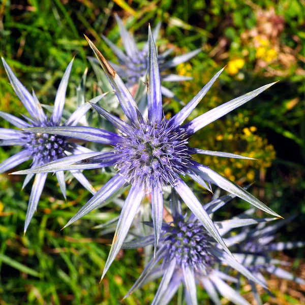 Όμορφο Λουλούδι Γαϊδουράγκαθο Μια Κορυφή Του Hautes Pyrnes — Φωτογραφία Αρχείου