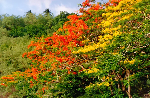 法属西印度群岛马提尼克岛上的艳丽艳丽的黄花和红花 — 图库照片