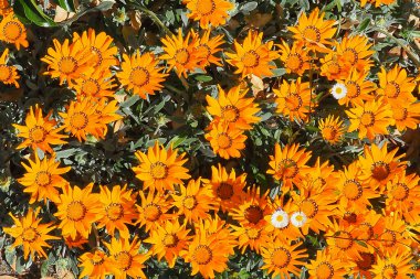 Gazania, Güney Afrika 'ya özgü yarı dayanıklı bir bitkidir. Grafik çiçekleri, Mayıs' tan Ekim 'e kadar çiçek açmak için en güzel efekttir.