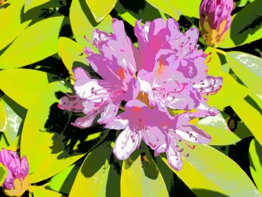 La Source botanik bahçesinde pembe bir rododendron suluboya, Orleans yakınlarındaki Merkez Val de Loire bölgesinde Loiret departmanı