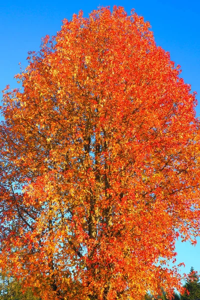 Den Likvida Eller Amerikanska Tuggummi Ett Träd Med Lövfällande Och — Stockfoto