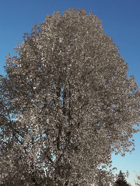 Den Likvida Eller Amerikanska Tuggummi Ett Träd Med Lövfällande Och — Stockfoto