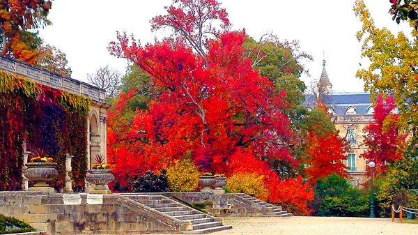 Sonbaharda Kırmızı Yeşil Yapraklı Renkli Akçaağaç — Stok fotoğraf