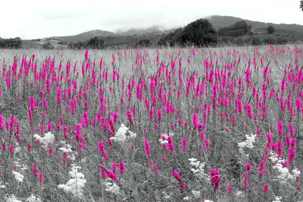 Czarno Różowe Zdjęcie Pól Pełnych Pięknych Dzikich Kwiatów Francuskiej Wsi — Zdjęcie stockowe