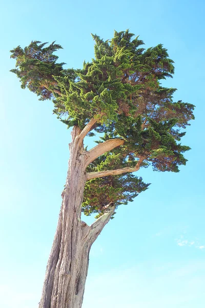 Hesperocyparis Macrocarpa Blå Himmel Formen Detta Barrträd Kallas Vanligen Monterey — Stockfoto