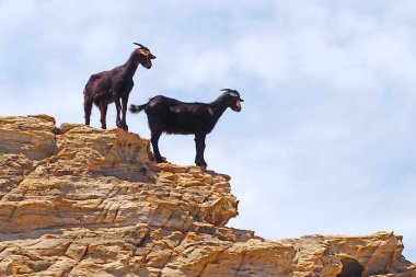 Mykonos 'un cazibelerinden biri, Ege Denizi' nin merkezindeki Cyclades adası, küçük kır yollarının kıvrımında geçtiğimiz tüm bu küçük keçilerle bir araya gelmemiz. 