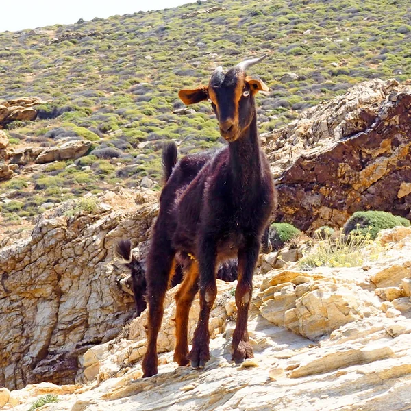 Mykonos 'un cazibelerinden biri, Ege Denizi' nin merkezindeki Cyclades adası, küçük kır yollarının kıvrımında geçtiğimiz tüm bu küçük keçilerle bir araya gelmemiz. 