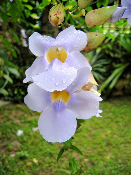 Stunning Close Wonderful Orchid Symbolizes Years Marriage Represents Fervor Language — Fotografia de Stock