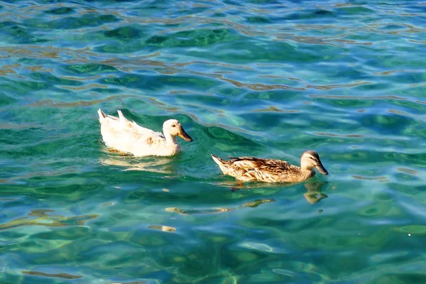 Cute couple of sea ducks in the port of Panormos, a beautiful traditional small all-white fishing port of the famous island of Tinos in Greece, in the Cyclades archipelago, in the heart of the Aegean Sea