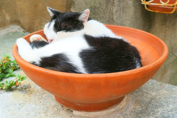 stock image on the island of Corsica, nicknamed the Island of Beauty, nobody forgets, especially not the cats, to take a nap as soon as the sun is too strong