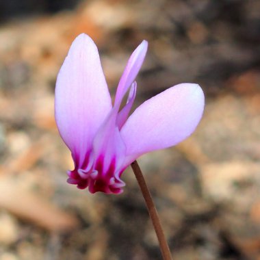Napoli Cyclamen, Fransa 'nın güneydoğusundan Türkiye' ye kadar kuzey Akdeniz havzasının yerlisidir. Korsika, Sardunya, Sicilya, Girit ve diğer Yunan adalarında da bulunur.