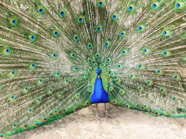 Mavi tavus kuşu dikkat çekici görünüşüyle tanınır. Yanardöner tüyleri yoğun bir mavidir, tüyleri ise gözleri andıran renkli desenlerle süslenmiştir ve bunlara 