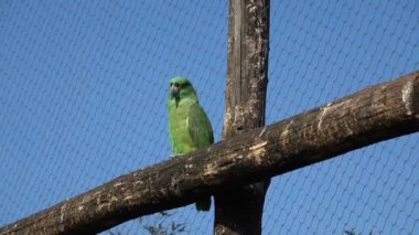 Papağan çitin üstünde oturuyor.
