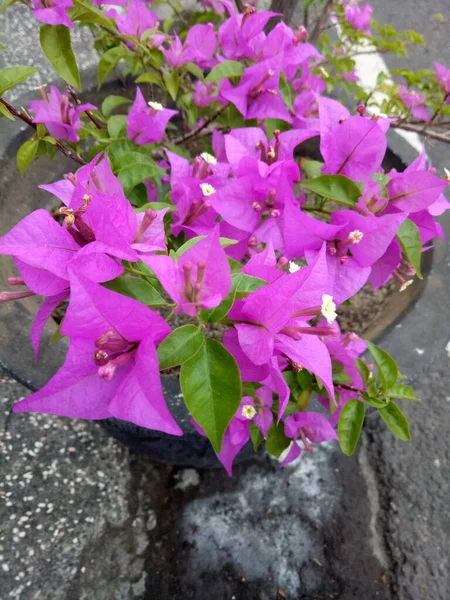 Bougainvillea glabra in a flowerpot