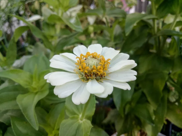 Bahçe güzel zinnia çiçeği