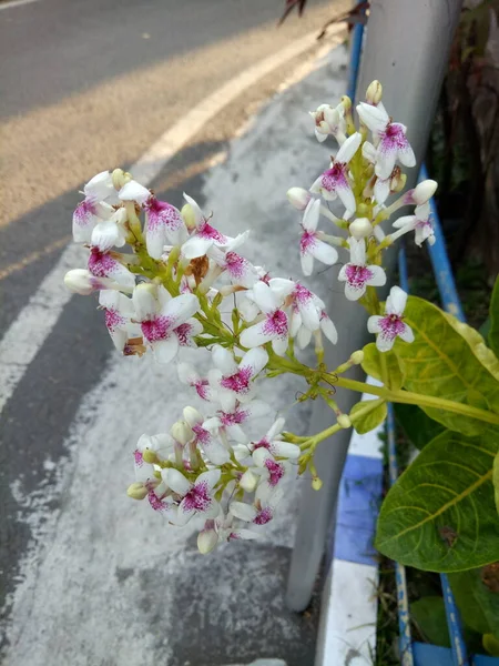 Pseuderanthemum flower by the fence