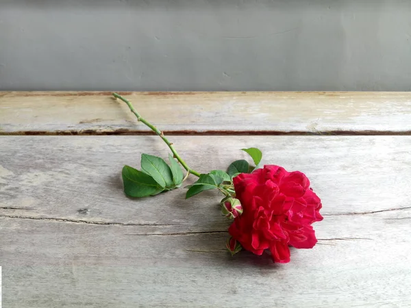 A fragrant pink rose in the front yard