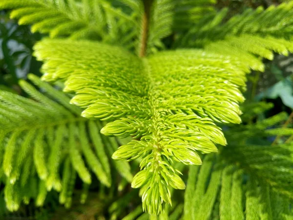 Coniferous tree with beautiful green leaves