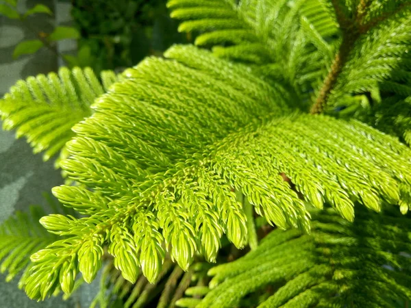 Coniferous tree with beautiful green leaves