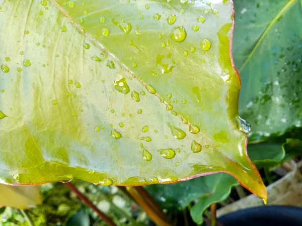 Yeşil bir yaprağın üzerindeki su damlaları