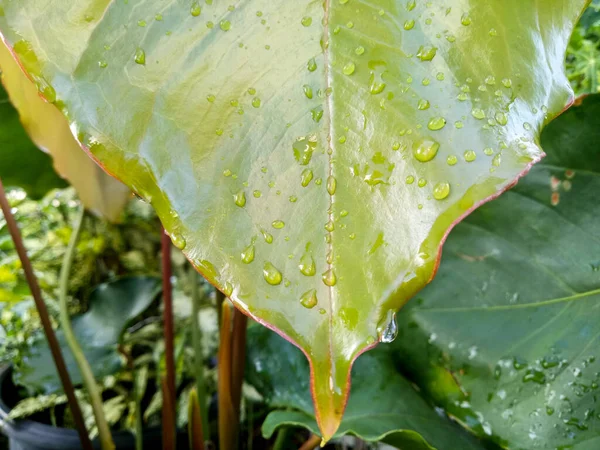 Yeşil bir yaprağın üzerindeki su damlaları