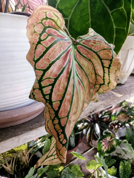 Caladium pink symphony in a flowerpot