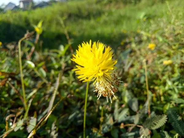 Neptunia oleracea or water mimosa in the swamp