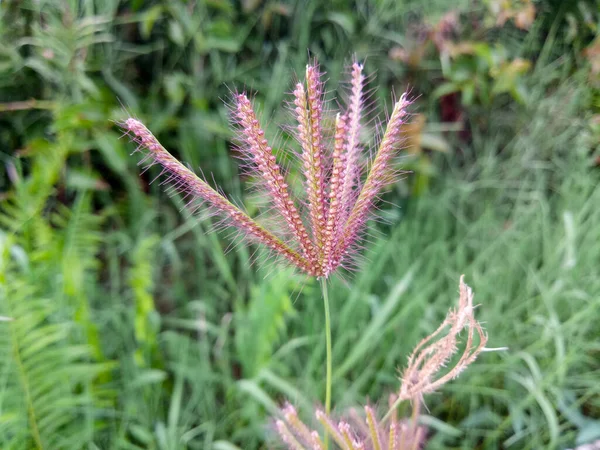 Meadow grass in the shrub