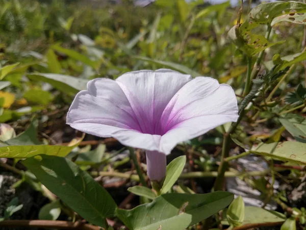 Purple morning glory flower in the swamp