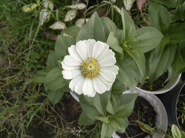 Bahçe güzel zinnia çiçeği