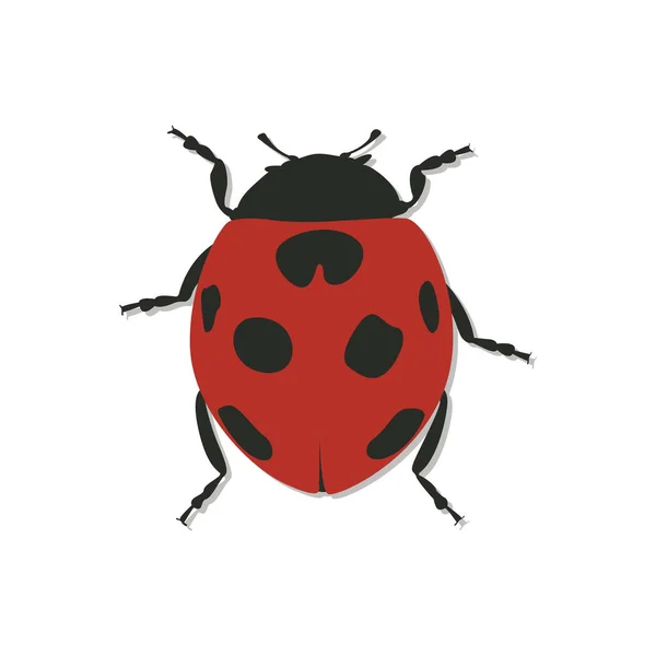 Ladybug Tekenfilm Ontwerp Vector — Stockvector